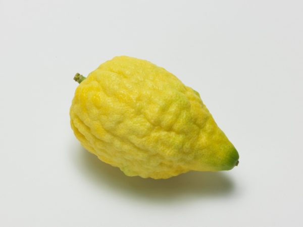 Etrog, eine duftende Zitrusfrucht