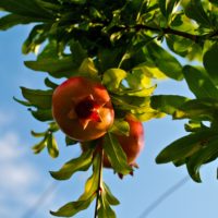 Granatapfel am Baum mit Himmel. 